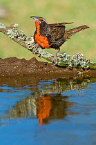 Long-tailed meadowlark (Sturnella loyca) reflected in water, Calden Forest, La Pampa, Argentina