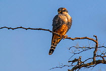 Aplomado falcon, (Falco femoralis) perched, La Pampa, Argentina