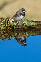 Double-collared seedeater (Sporophila caerulescens) reflected in water, Calden Forest , La Pampa, Argentina