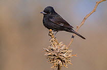 White-winged black-tyrant (Knipolegus aterrimus) Calden forest, La Pampa, Argentina