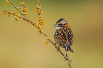 Rufous-collared sparrow (Zonotrichia capensis)  Calden fores, La Pampa , Argentina