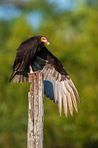 Lesser yellow-headed vulture (Cathartes burrovianus ) stretching wings, Ibera Marshes, Corrientes Province, Argentina.