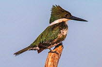Green kingfisher (Chloroceryle americana )  female, Ibera Marshes, Corrientes Province, Argentina