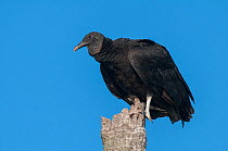 Black vulture (Coragyps atratus) Ibera Marshes, Corrientes Province, Argentina