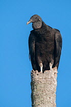 Black vulture (Coragyps atratus) Ibera Marshes, Corrientes Province, Argentina
