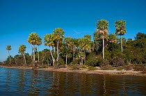 Wetland landscape and forest. Ibera Marshes, Corrientes Province, Argentina