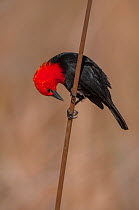 Scarlet-headed black bird (Amblyramphus holosericeus) Ibera Marshes, Corrientes Province, Argentina