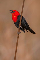 Scarlet-headed black bird (Amblyramphus holosericeus) calling, Ibera Marshes, Corrientes Province, Argentina