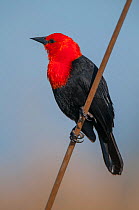 Scarlet-headed black bird (Amblyramphus holosericeus) perched, Ibera Marshes, Corrientes Province, Argentina