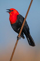 RF- Scarlet-headed black bird (Amblyramphus holosericeus) calling, Ibera Marshes, Corrientes Province, Argentina. (This image may be licensed either as rights managed or royalty free.)