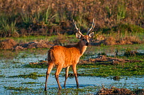 Marsh deer (Blastocerus dichotomus) male, Ibera Marshes, Corrientes Province, Argentina