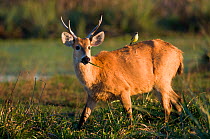 Marsh deer (Blastocerus dichotomus) male with Cattle tyrant  (Machetornis rixosus)  Ibera Marshes, Corrientes Province, Argentina