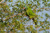 Blue-crowned parakeet (Thectocercus acuticaudatus) Ibera Marshes, Corrientes Province, Argentina