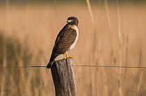 Roadside hawk (Rupornis magnirostris) perched on fence post,  Ibea Marshes, Corrientes Province, Argentina