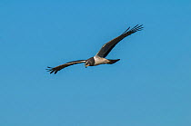 Long-winged harrier (Circus Buffoni) in flight, Ibera Marshes, Corrientes Province, Argentina