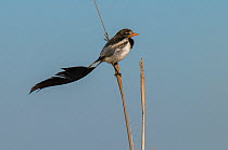 Strange-tailed tyrant (Alectrurus risora)perched on reed, Ibera Marshes, Corrientes Province, Argentina