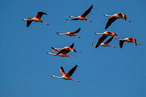 RF- Chilean flamingo (Phoenicopterus chilensis) in flight, La Pampa, Argentina