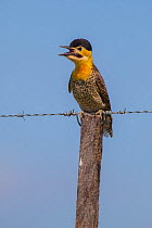 Campo flicker (Colaptes campestris) calling from barbed wire fence, La Pampa, Argentina