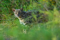 Geoffroy's cat (Leopardus geoffroyi) Calden Forest, La Pampa, Argentina