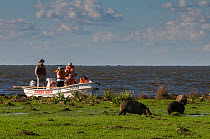 Tourists on boat, watching capybara (Hydrochoerus hydrochaeris) from boat, Ibera Marshes, Corrientes Province, Argentina