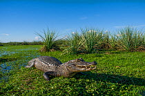 Black caiman (Melanosuchus niger) on shore, Ibera Marshes, Corrientes Province, Argentina
