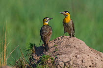 Campo flickers (Colaptes campestris) two on mound, Ibera Marshes, Corrientes Province, Argentina