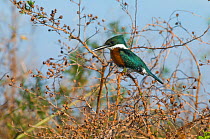 Green kingfisher (Chloroceryle americana) male, Ibera Marshes, Corrientes Province, Argentina