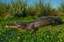 Black caiman (Melanosuchus niger) on shore, Ibera Marshes, Corrientes Province, Argentina