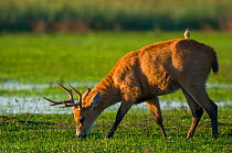 Marsh deer (Blastocerus dichotomus) male with Cattle tyrant  (Machetornis rixosus) on back, Ibera Marshes, Corrientes Province, Argentina.