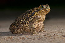 Cururu toad (Bufo paracnemis) at night, Ibera Marshes, Corrientes Province, Argentina