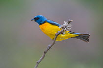 Blue-and-yellow tanager (Thraupis bonariensis) Calden Forest, La Pampa, Argentina