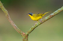 Masked yellowthroat (Geothlypis aequinoctialis) perched, Calden forest, La Pampa, Argentina
