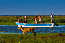 Tourists on boat, watching Marsh deer (Blastocerus dichotomus) Ibera Marshes, Corrientes Province, Argentina. August 2009.