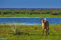 Marsh deer (Blastocerus dichotomus) male with antlers just beginning to grow, Ibera Marshes, Corrientes Province, Argentina