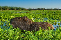 Capybara (Hydrochoerus hydrochaeris) swimming in marsh, Ibera Marshes, Corrientes Province, Argentina