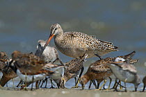 Marbled godwit (Limosa fedoa) and other waders feeding on horseshoe crab eggs. Little St Simon's Island, Barrier Islands, Georgia, USA, April.