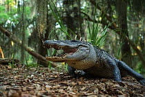 American alligator (Alligator mississippiensis) in maritime forest. Little St Simon's Island, Barrier Islands, Georgia, USA, April.