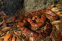 Corn snake / Red rat snake (Elaphe guttata) Little St Simon's Island, Barrier Islands, Georgia, USA, April. Captive, occurs in North America.