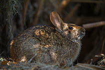Swamp rabbit (Sylvilagus aquaticus) Little St Simon's Island, Barrier Islands, Georgia, USA, March.