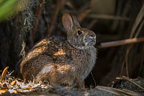 Swamp rabbit (Sylvilagus aquaticus) Little St Simon's Island, Barrier Islands, Georgia, USA, March.
