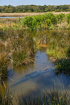 American alligator (Alligator mississippiensis) in wetland habitat. Little St Simon's Island, Barrier Islands, Georgia, USA, March.