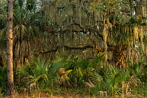 Coastal forest with Spanish moss (Tillandsia usneoides) growing on Southern live oak (Quercus virginiana) and Saw palmetto (Serenoa repens). Little St Simon's Island, Barrier Islands, Georgia, USA, Ma...