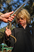 Child touching Eastern diamondback rattlesnake (Crotalus adamanteus) in restraining tube. Little St Simon's Island, Barrier Islands, Georgia, USA, March 2013.