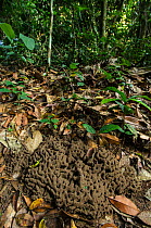Entrance to ant nest on forest floor. Odzala-Kokoua National Park, Republic of Congo (Congo-Brazzaville), Africa.