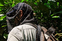 Man tracking gorillas, wearing protective net surrounded by sweat bees (Apidae) Ngaga forest, Republic of Congo (Congo-Brazzaville), Africa, May 2013.