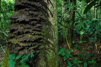 Tree termite nest (Procubitermes sp) on tree trunk. Republic of Congo (Congo-Brazzaville), Africa.