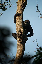 Western lowland gorilla (Gorilla gorilla gorilla) on tree trunk. Ngaga, Odzala-Kokoua National Park, Republic of Congo (Congo-Brazzaville), Africa. Critically Endangered species.