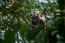 Western lowland gorilla (Gorilla gorilla gorilla) in tree. Ngaga, Odzala-Kokoua National Park, Republic of Congo (Congo-Brazzaville), Africa. Critically Endangered species.