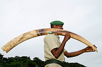 Guard carrying confiscated poached elephant tusk. Mbomo African Park's Congo Headquarters. Odzala-Kokoua National Park, Republic of Congo (Congo-Brazzaville), Africa, May 2013.