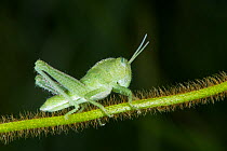 Short-horned grasshopper (Acrididae) nymph. Odzala-Kokoua National Park, Republic of Congo (Congo-Brazzaville), Africa.